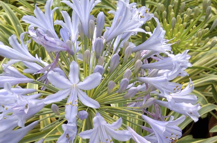 Agapanthus praecox subsp orientalis ZAMBEZI ('Kek5006')