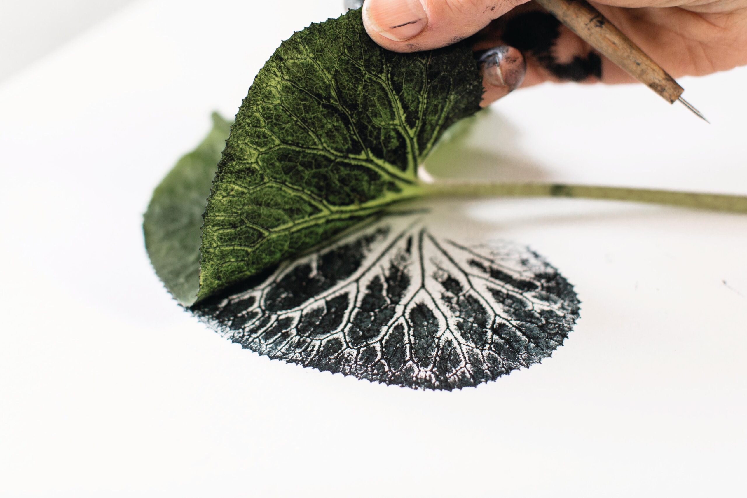 Allison Sylvester revealing a monoprint of a Petasites fragrans leaf