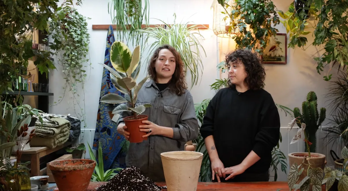 How to repot your houseplant How to repot your houseplant