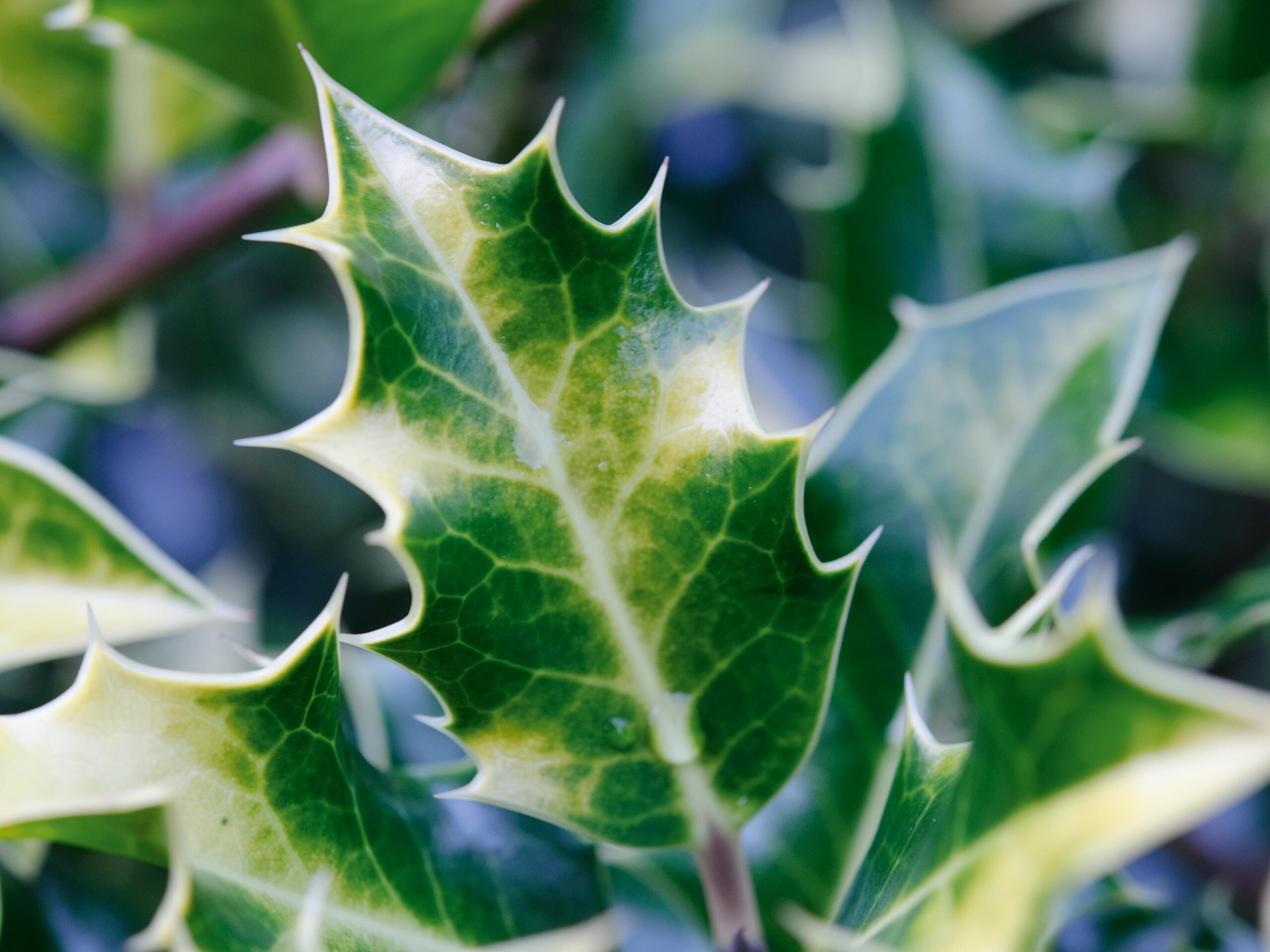 Ilex aquifolium 'Flavescens'