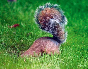 Squirrel digging up bulbs Squirrel digging up bulbs