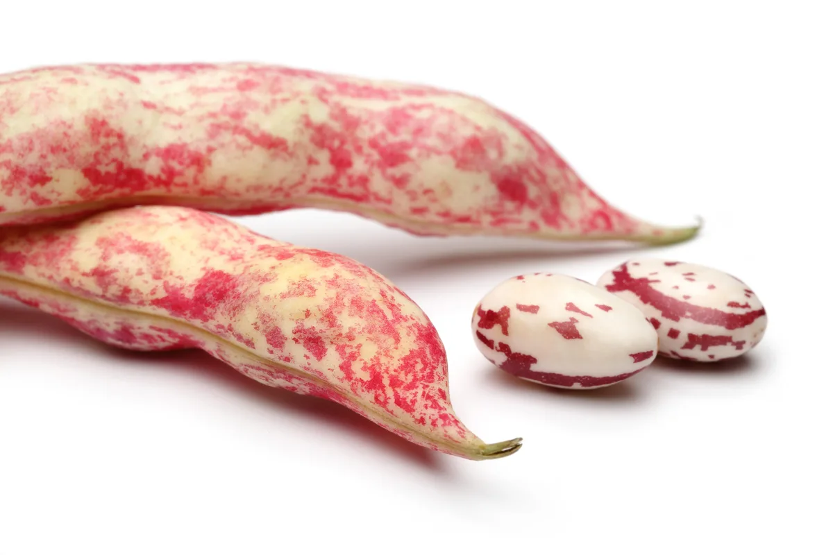 Borlotti bean Borlotti bean