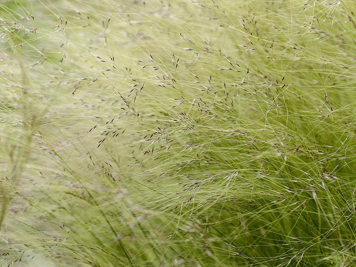 Stipa tenuissima. Translucent and airy, this dainty ornamental grass sways in the slightest breeze and complements a huge range of herbaceous perennials. When caught in slanting sunlight, the feathery seedheads glow like spun silver. 60cm. AGM. RHS H4, USDA 7a-10b.