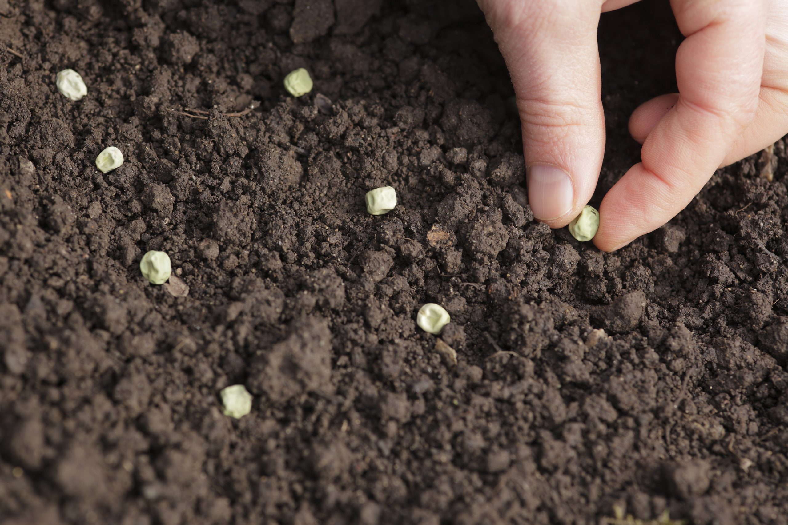 A hand planting seeds