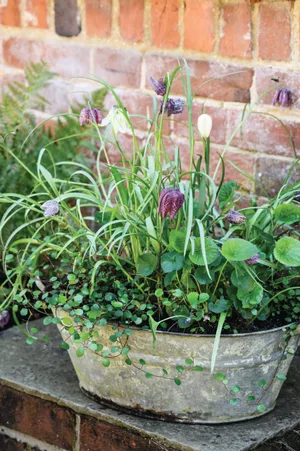 Jo Thompson's early spring fritillaria and viola pot Jo Thompson's early spring fritillaria and viola pot