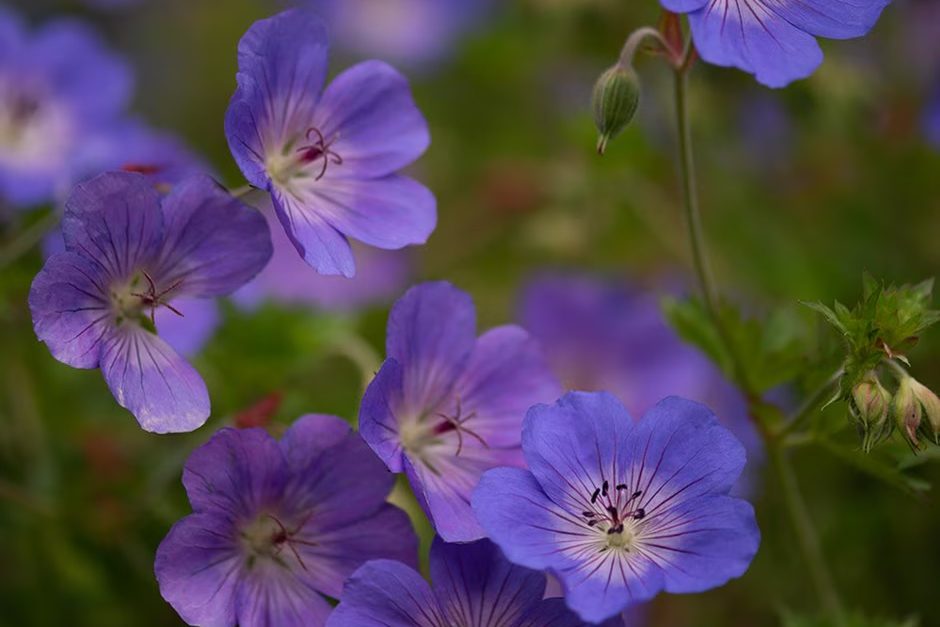 Geranium 'Rozanne' (‘Gerwat’)