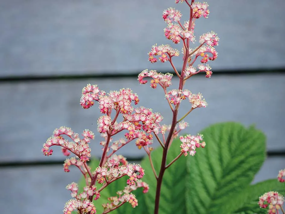 Rodgersia ‘Herkules’ Rodgersia ‘Herkules’