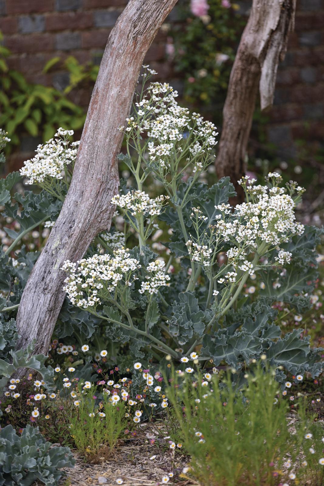 Knepp Castle: The rewilded Walled Garden
