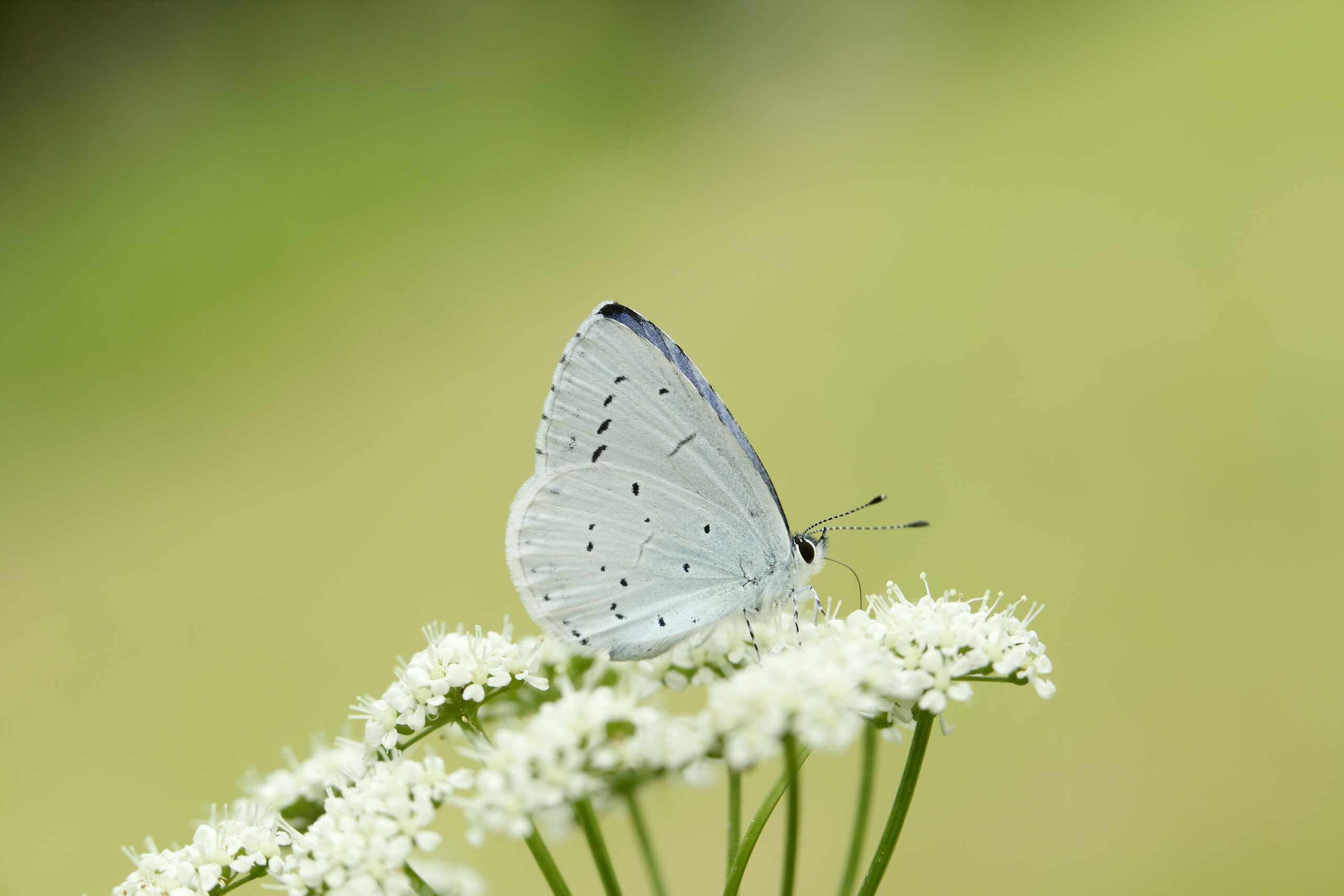 Holly Blue