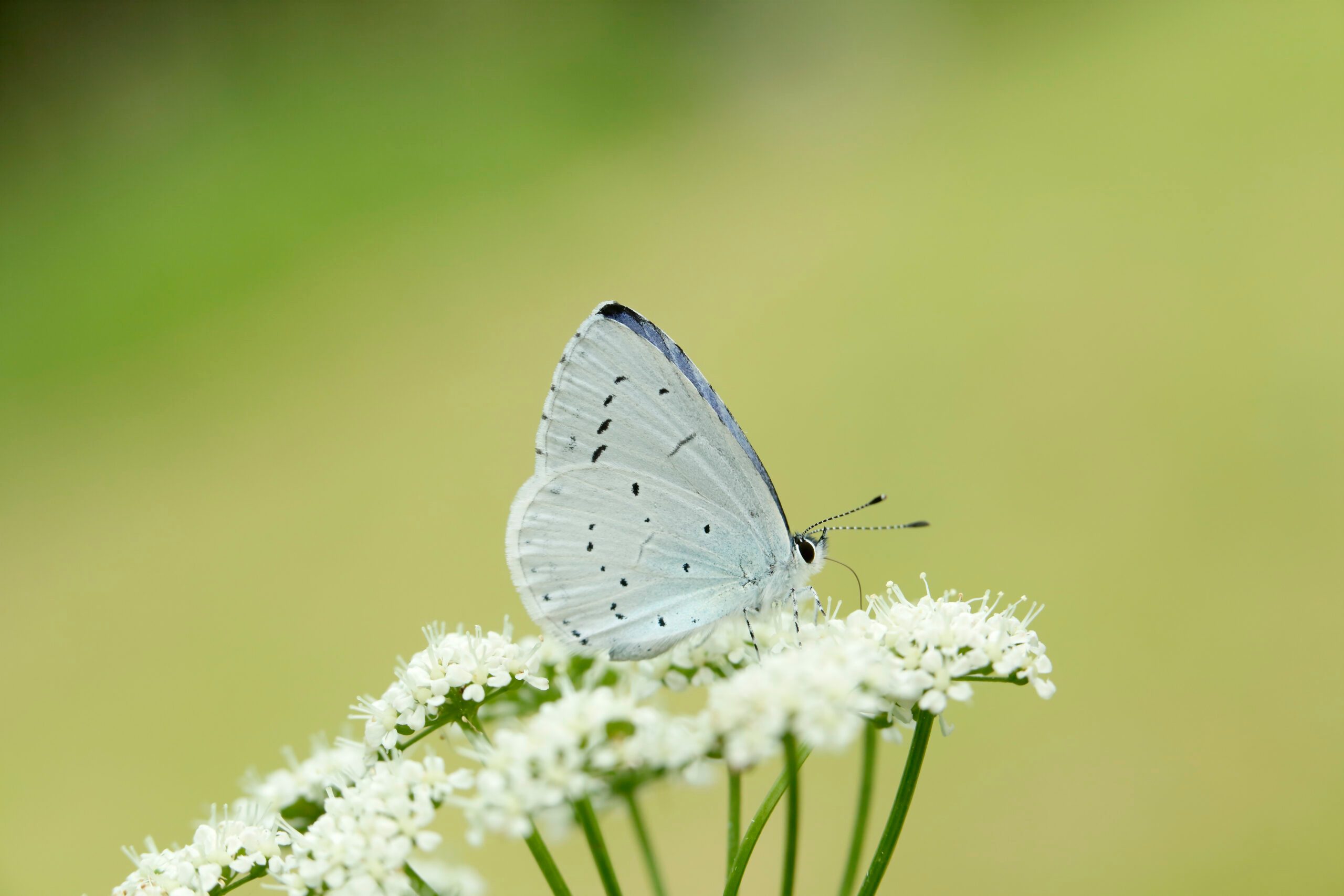 Holly Blue