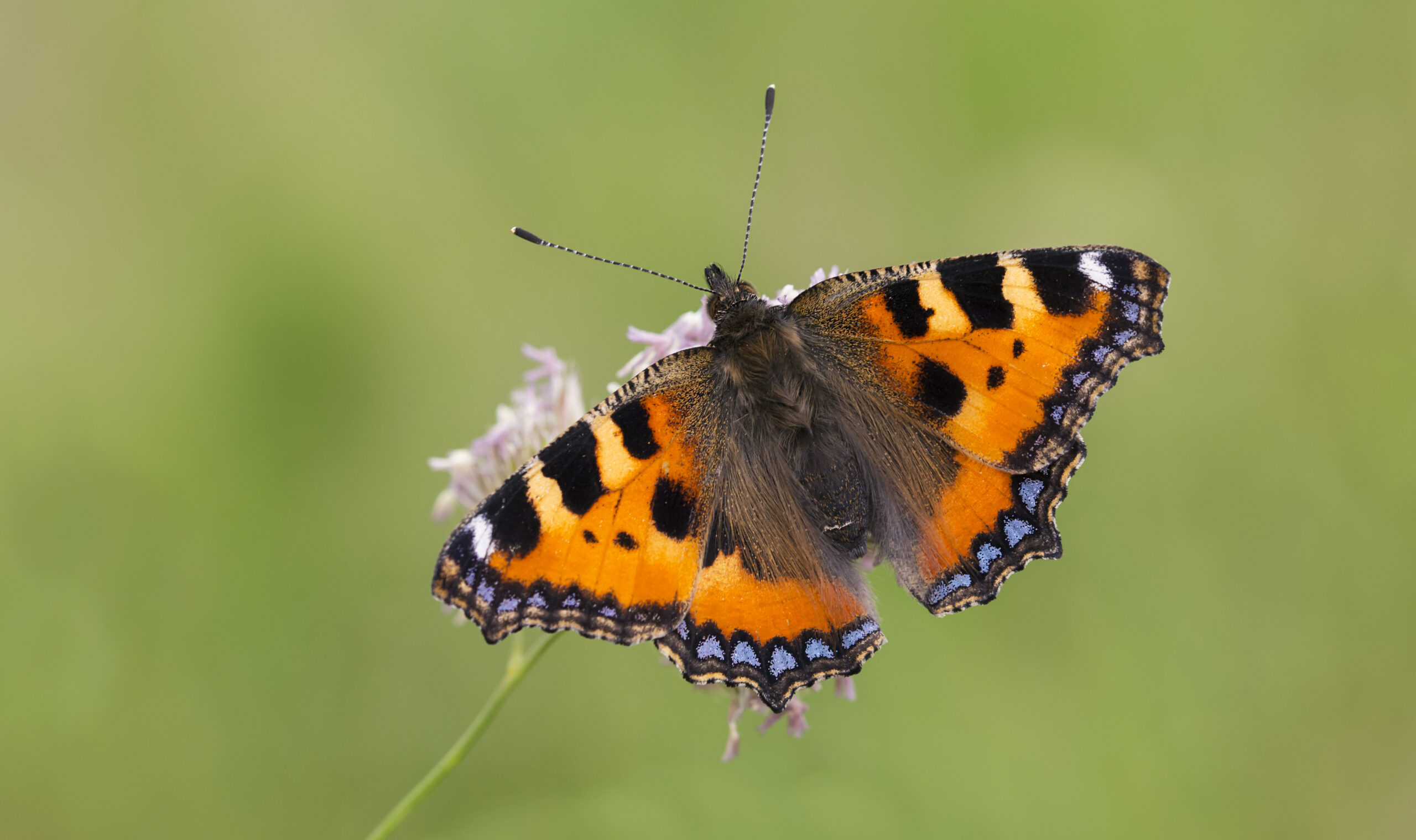 Small Tortoiseshell