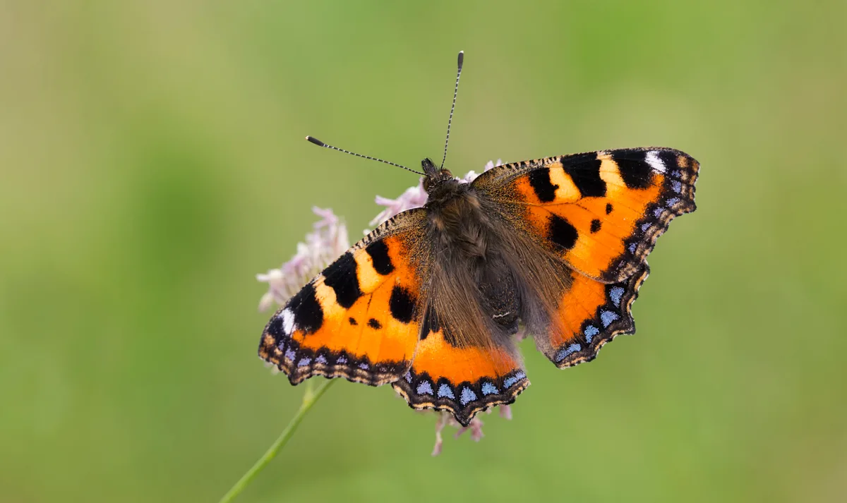 Small Tortoiseshell Small Tortoiseshell