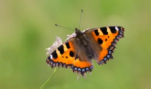 Small Tortoiseshell Small Tortoiseshell