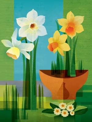 Daffodils illustration by Paul Wearing Daffodils illustration by Paul Wearing