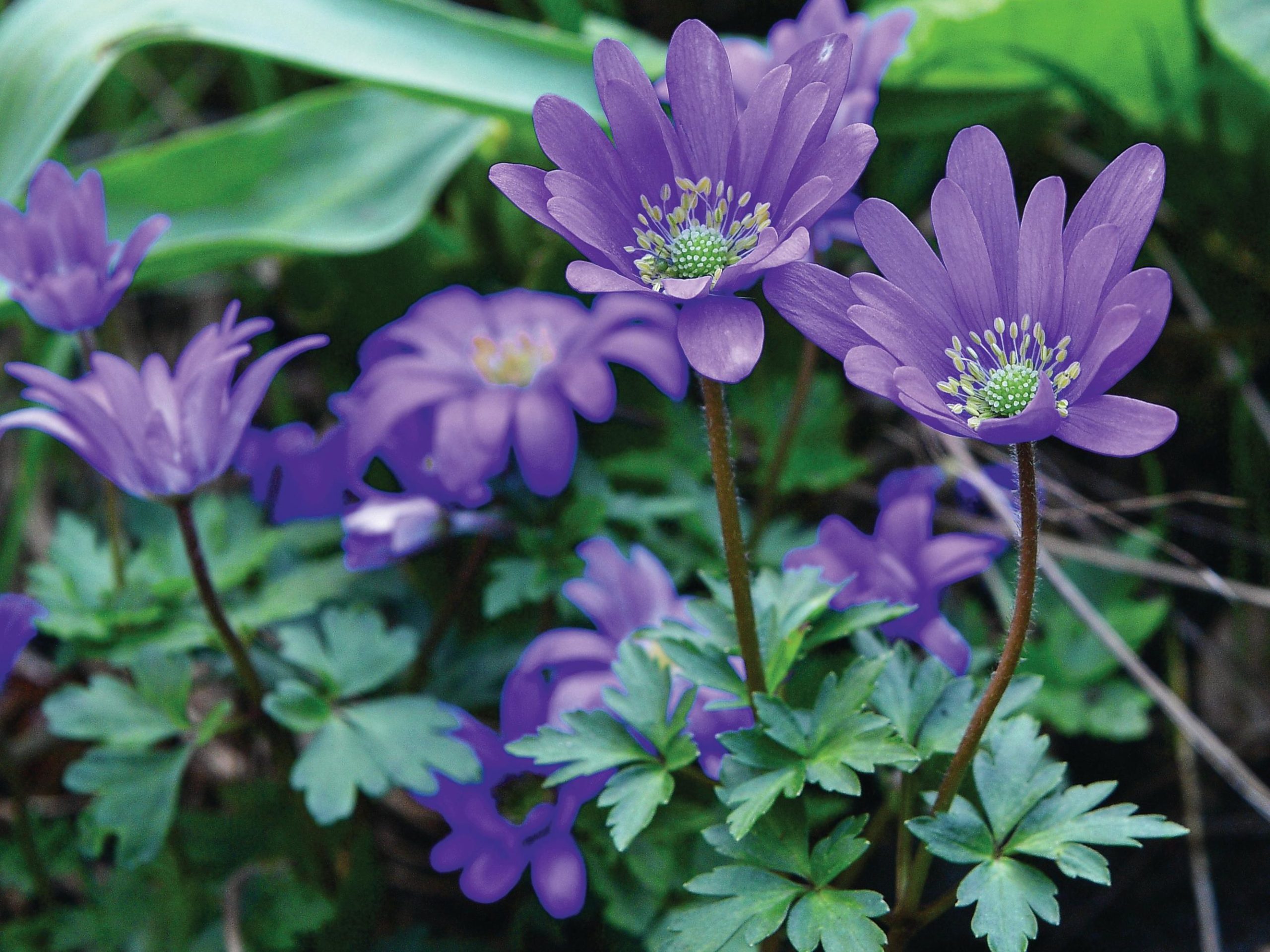 Purple flowers