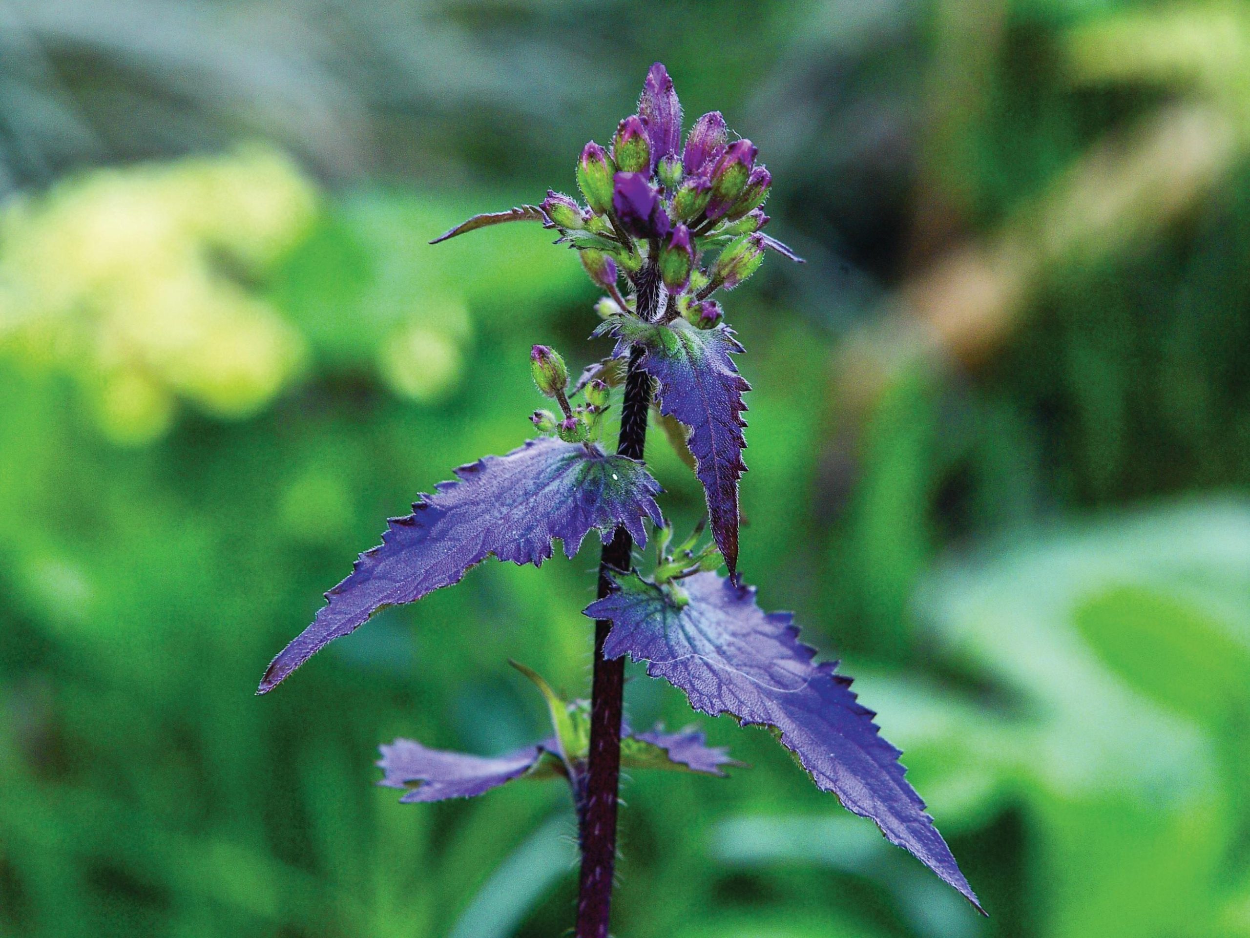 Purple plant