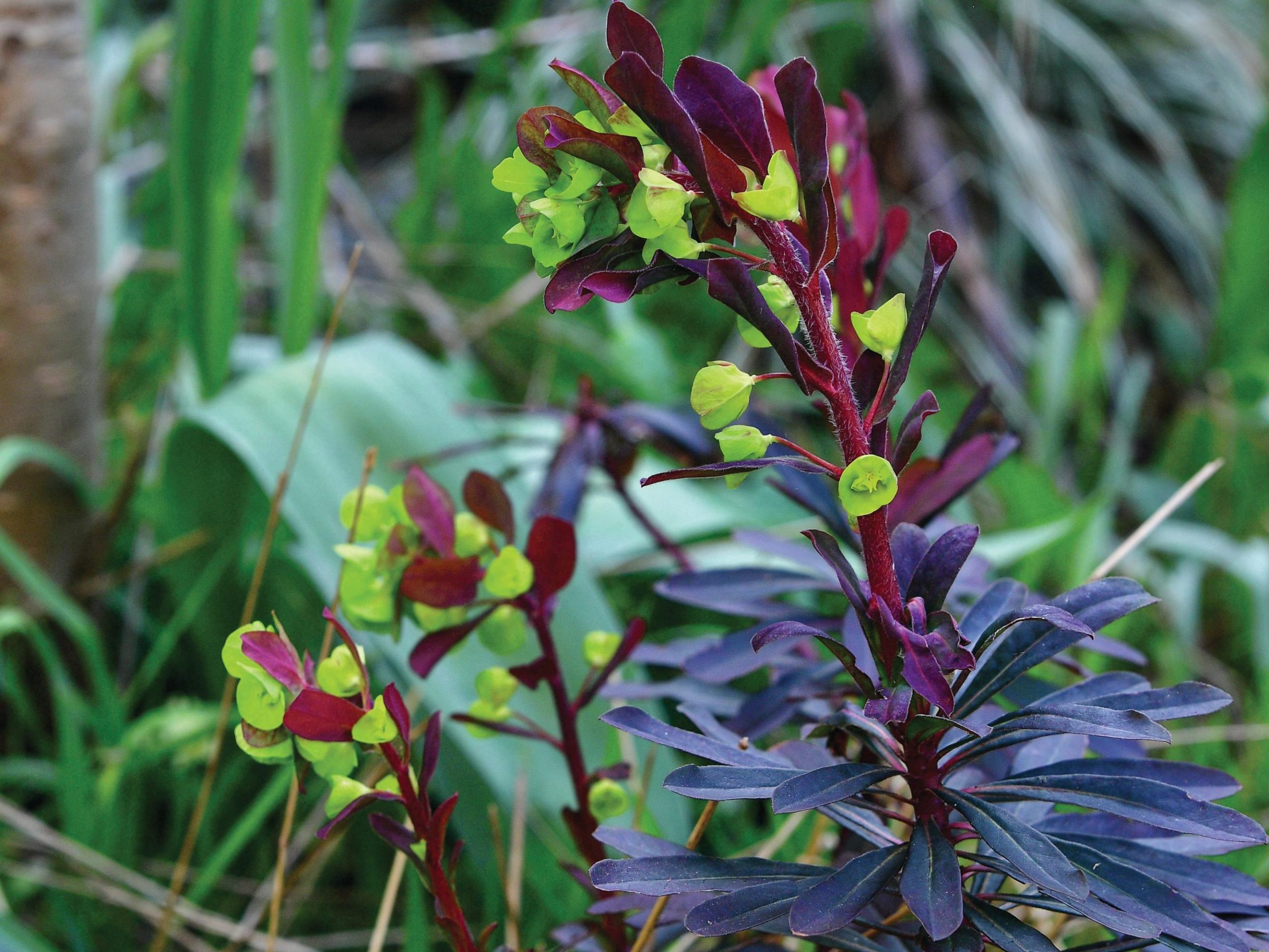 Purple plants