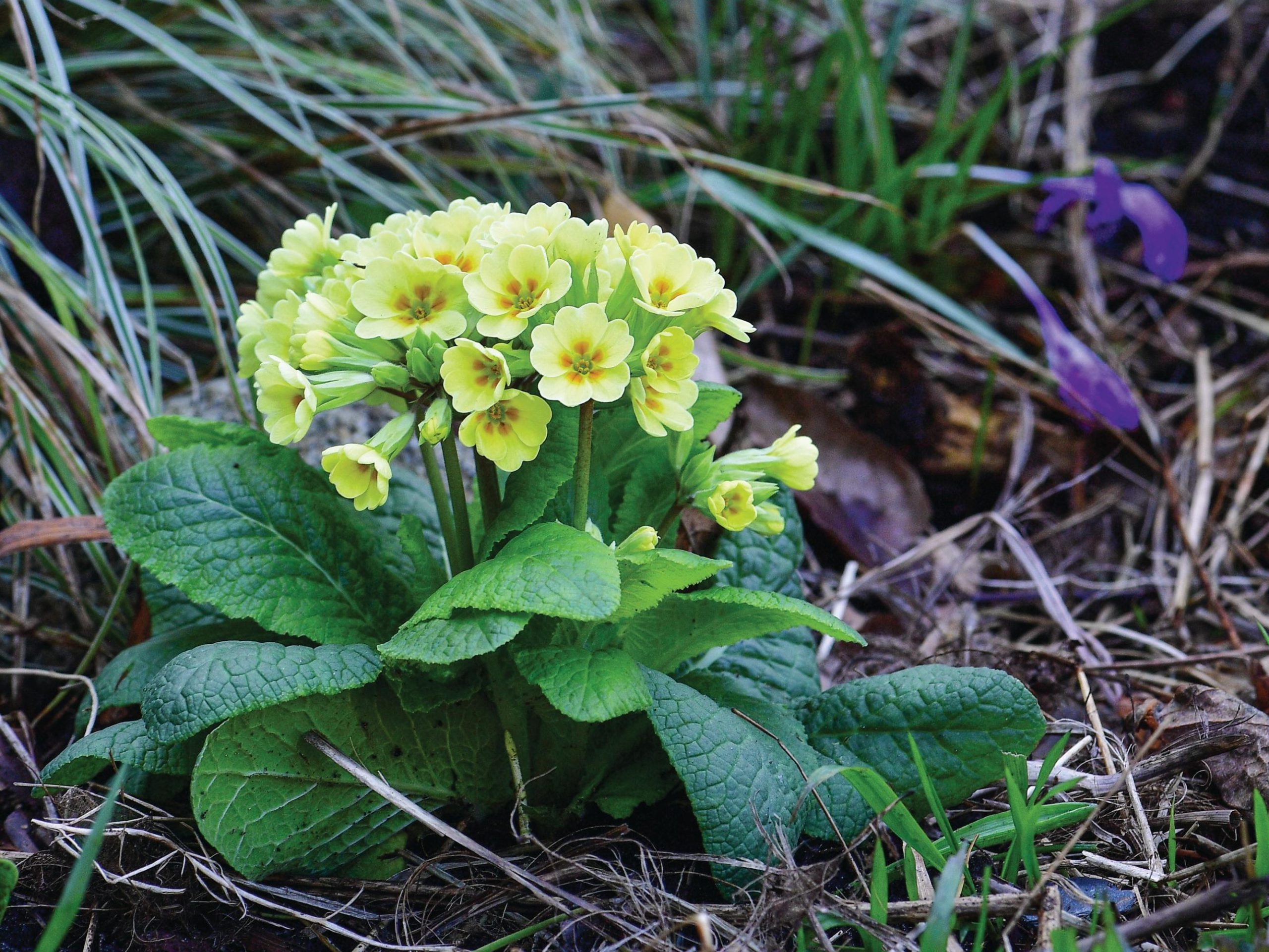 Yellow flowers against grass