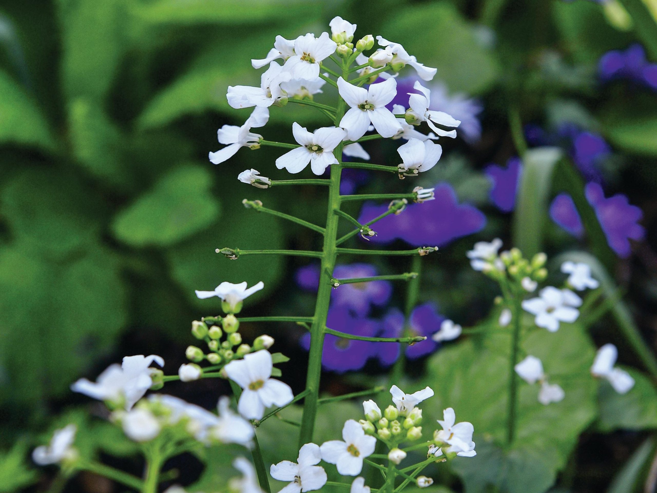 White tiny flowers