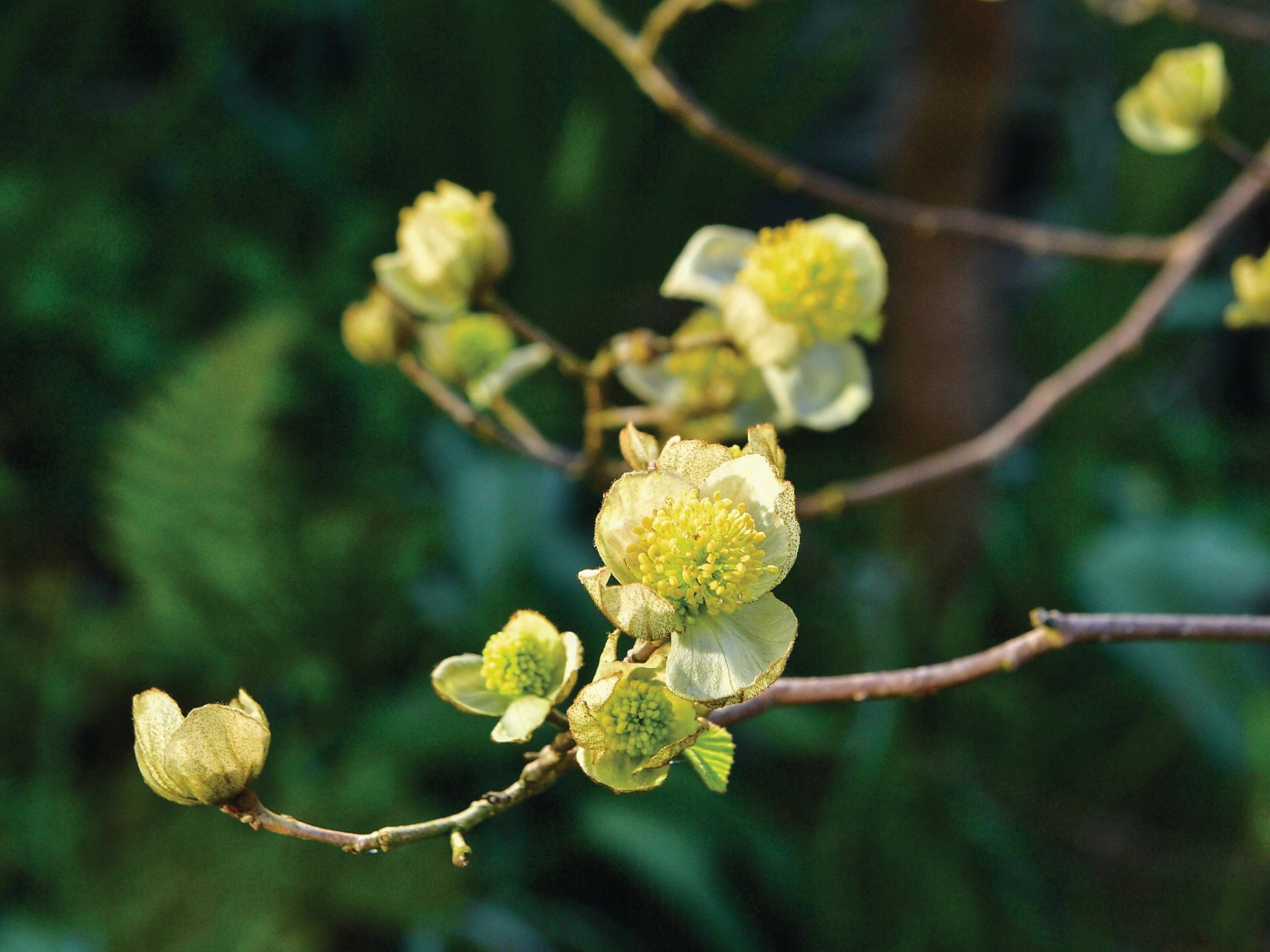 Yellow flower buds