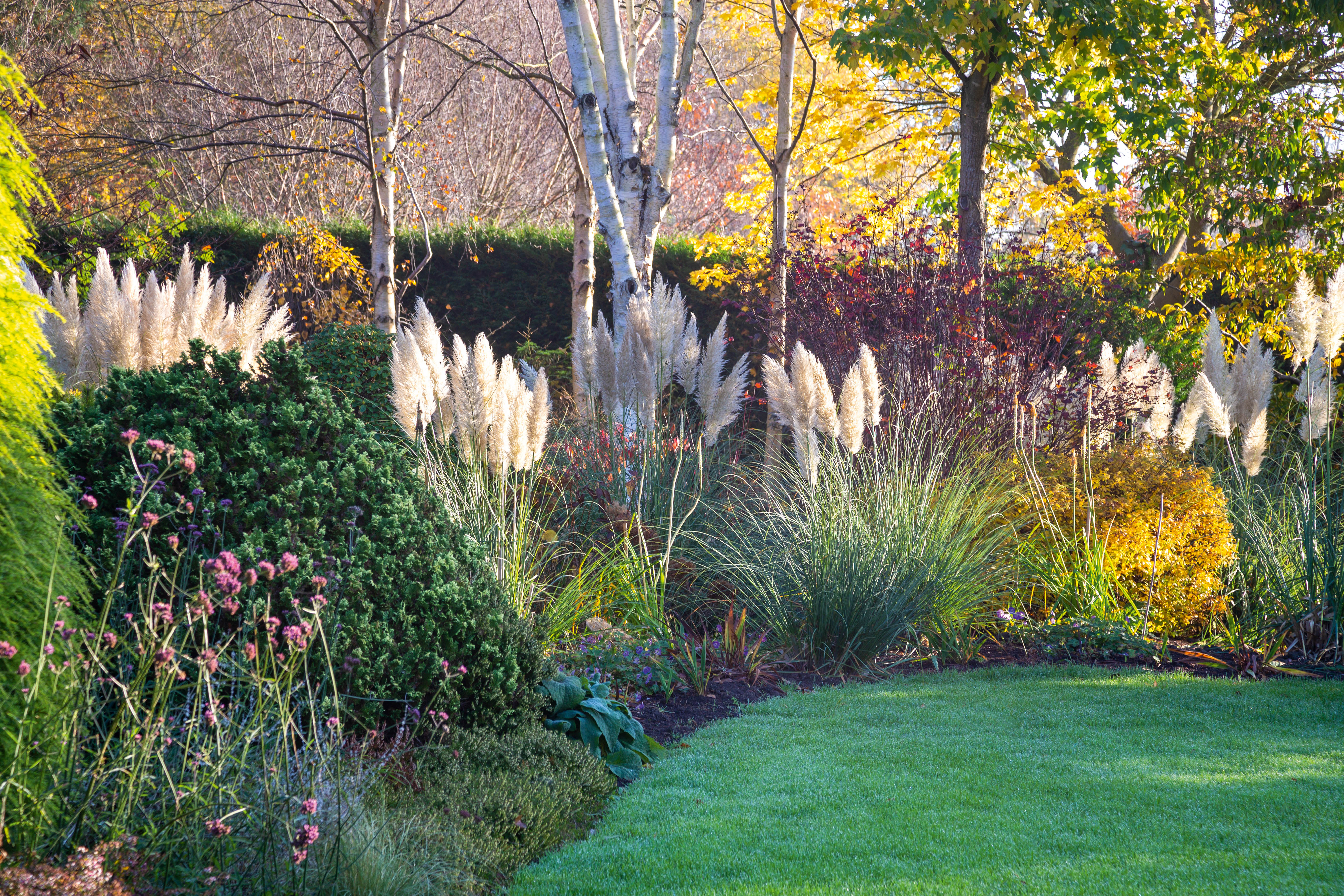 Cortaderia selloana 'Pumila' Cortaderia selloana 'Pumila'