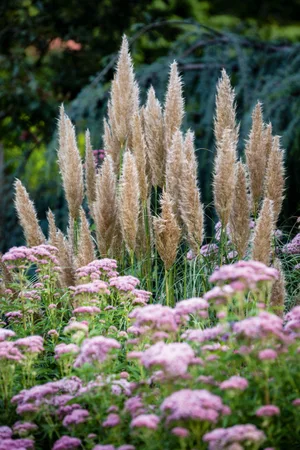Cortaderia selloana 'Patagonia' Cortaderia selloana 'Patagonia'