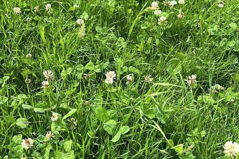 Lindum Species Rich Turf, a finalist for the Sustainable Garden Product of the Year
