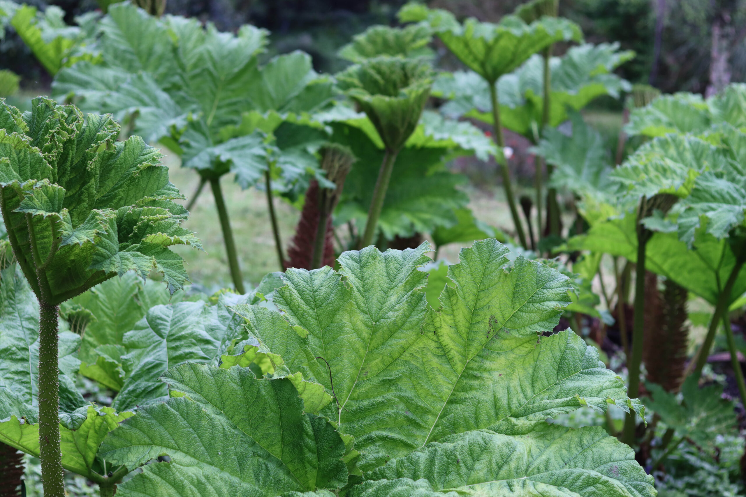 Gunnera leaves