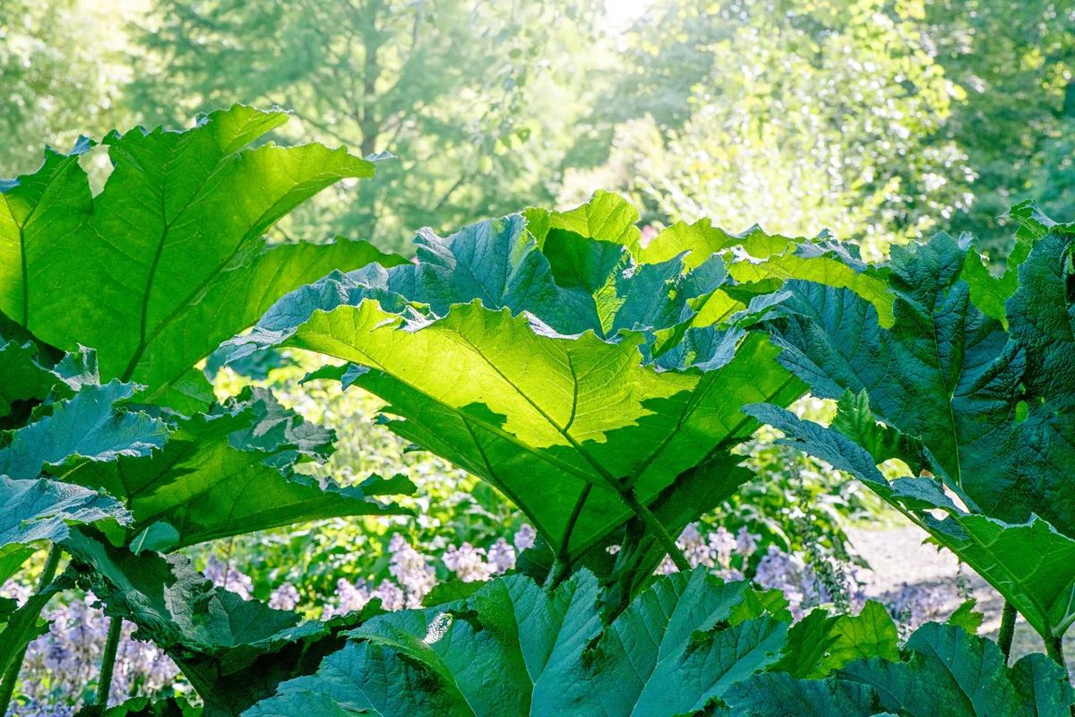 Gunnera manicata, now Gunnera x cryptica Gunnera manicata, now Gunnera x cryptica