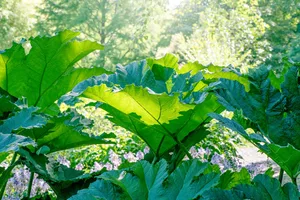 Gunnera manicata, now Gunnera x cryptica Gunnera manicata, now Gunnera x cryptica