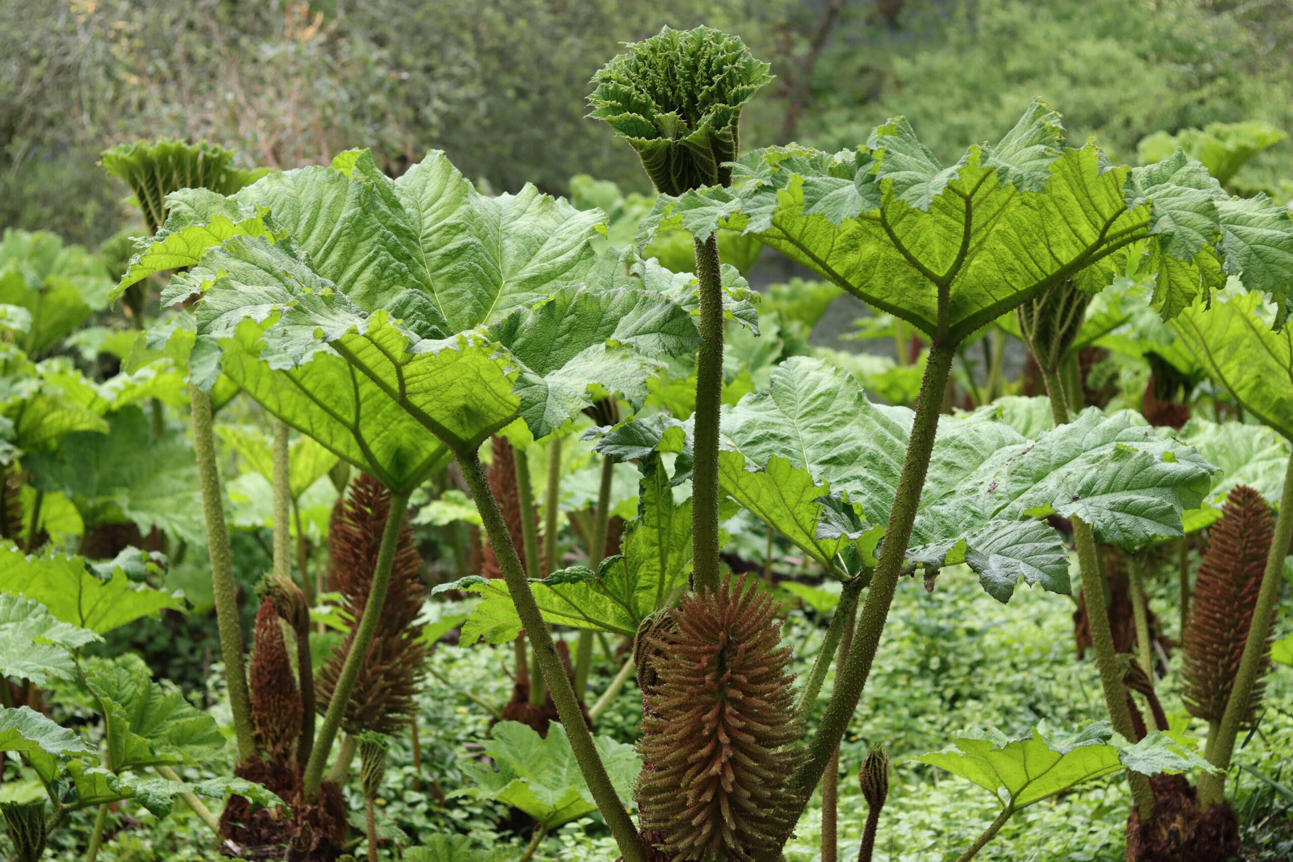 Gunnera leaves