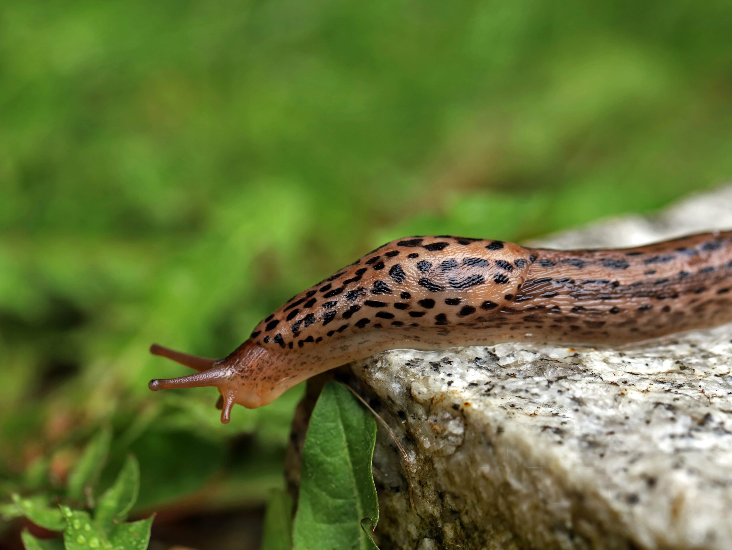 Leopard slug