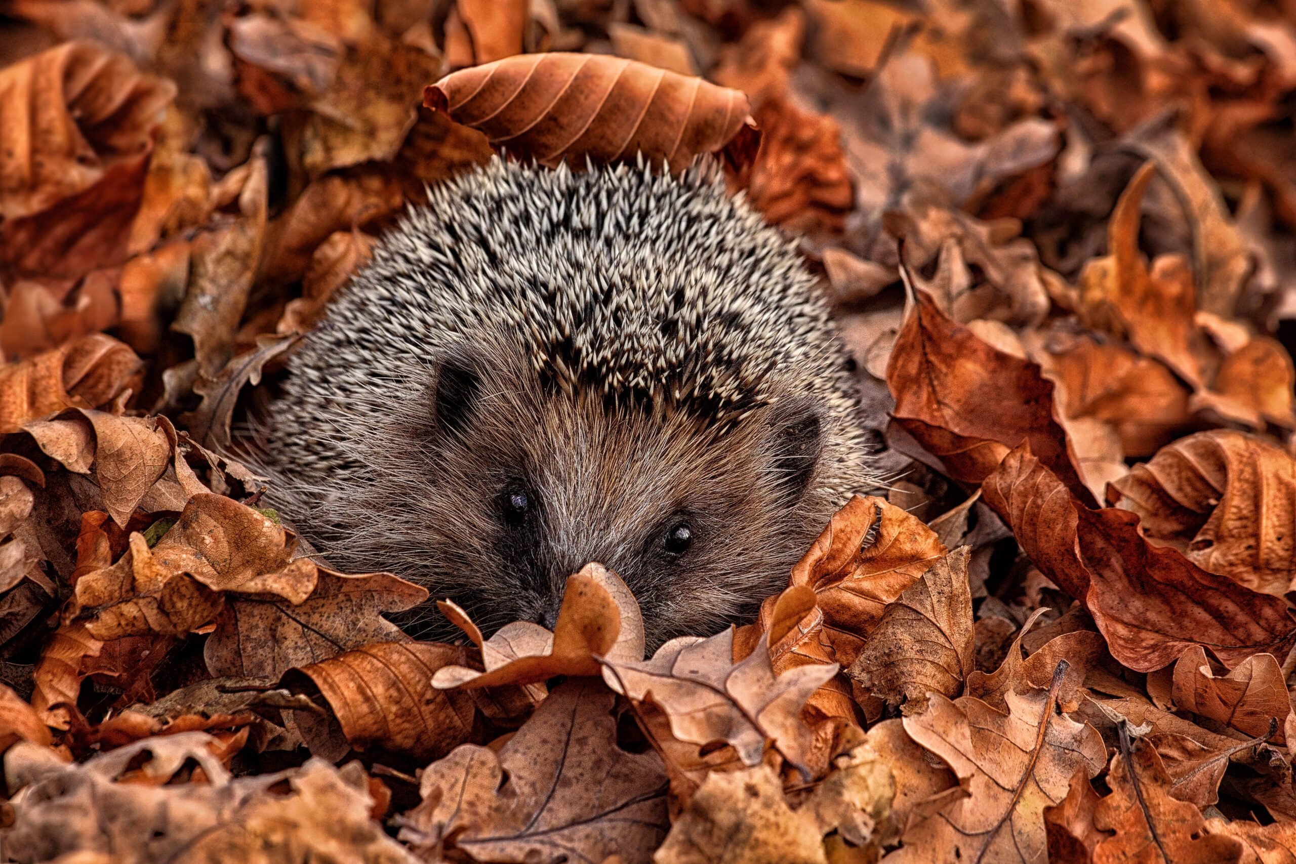 A hedgehog in autumn leaves