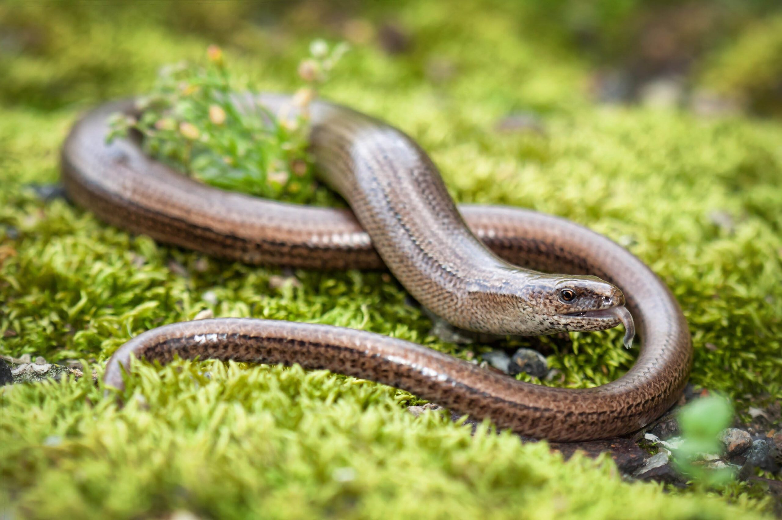 Slow worm