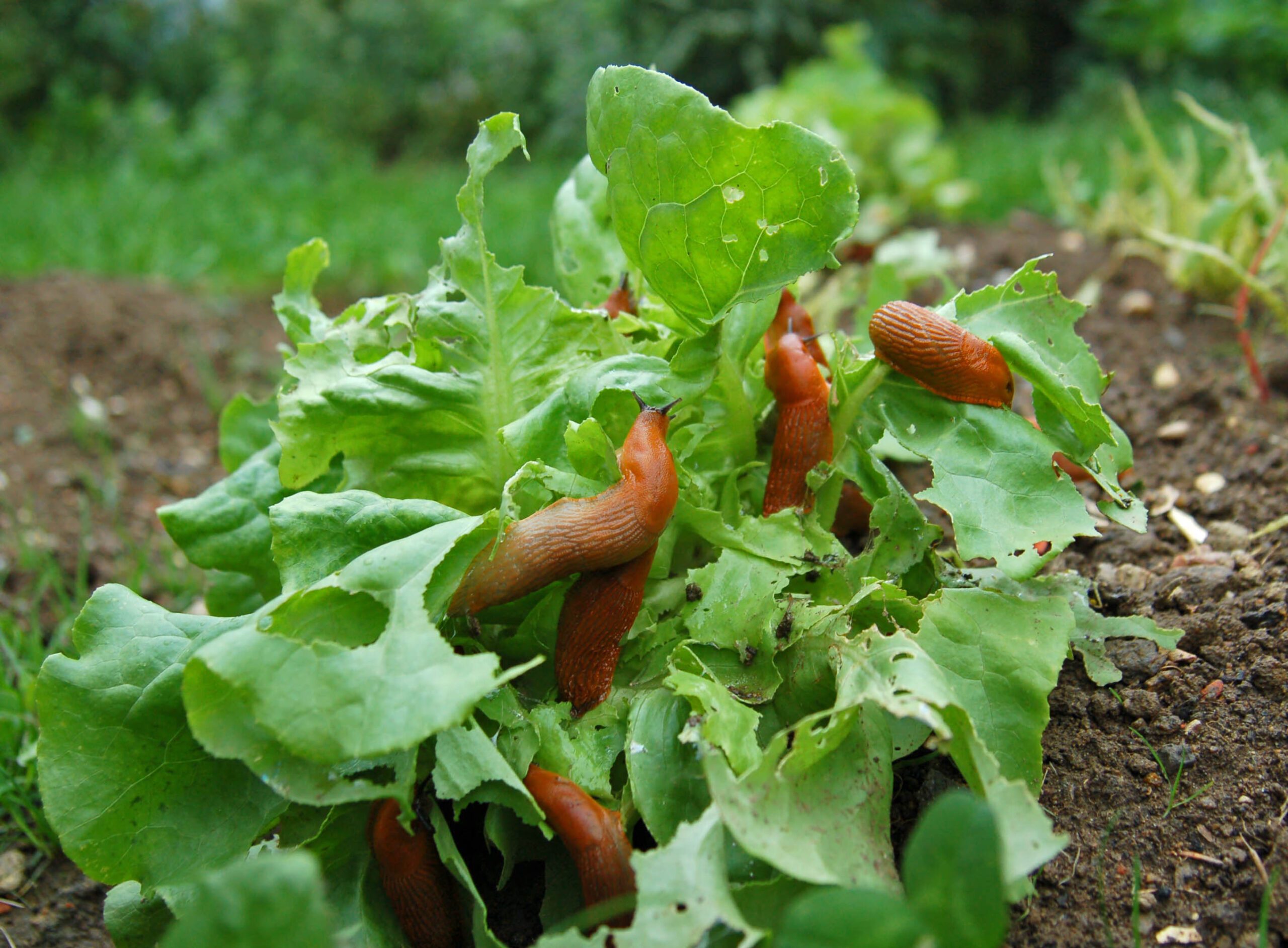 Slugs on lettuce