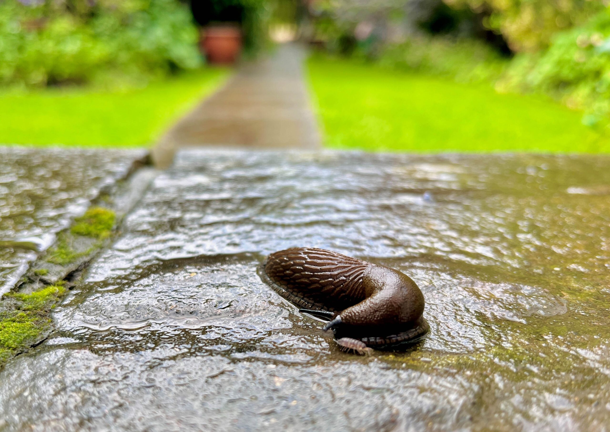 A slug on wet paving