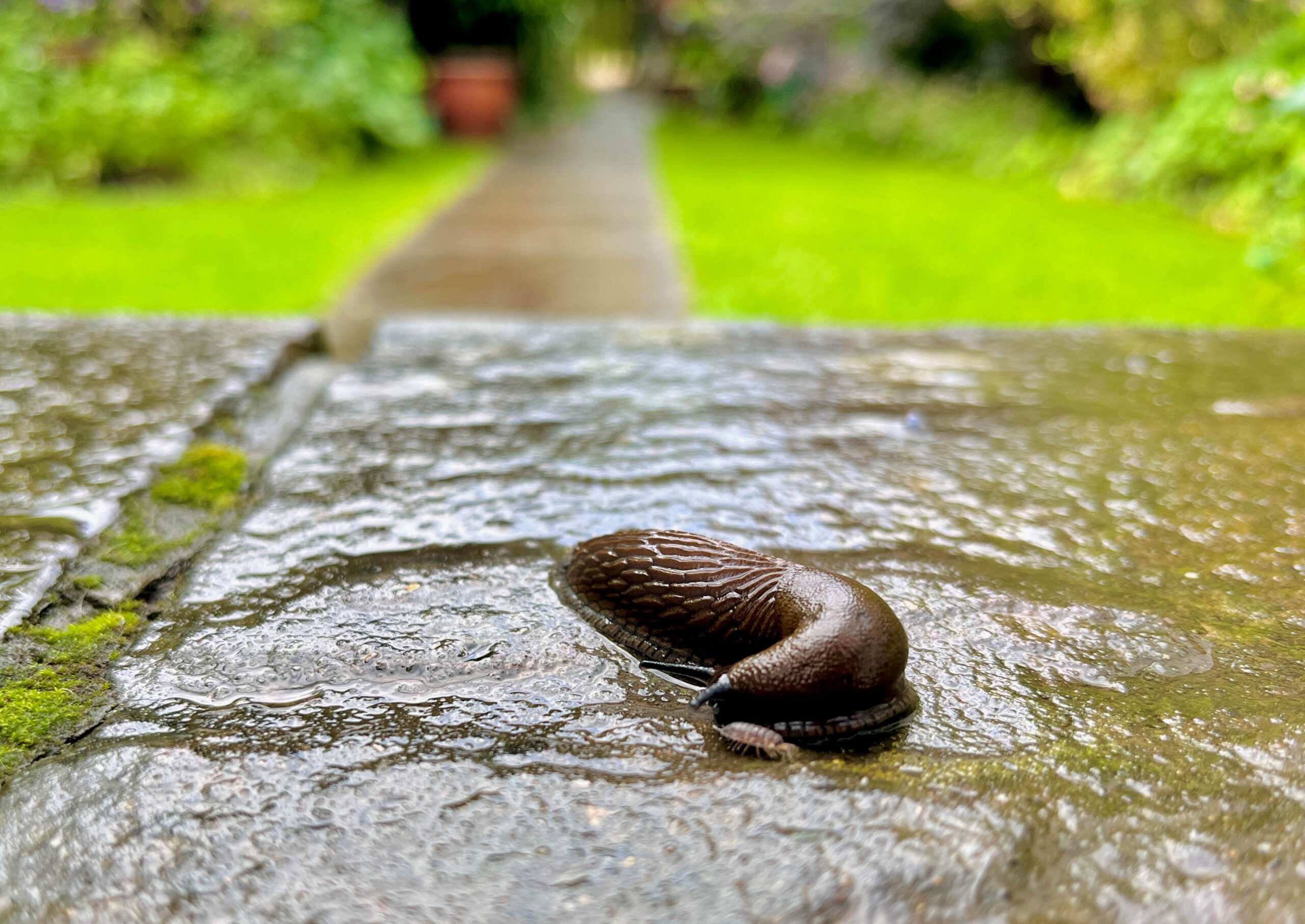 A slug on wet paving