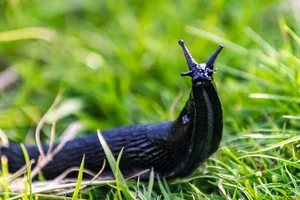 Slug in the grass in a garden Slug in the grass in a garden