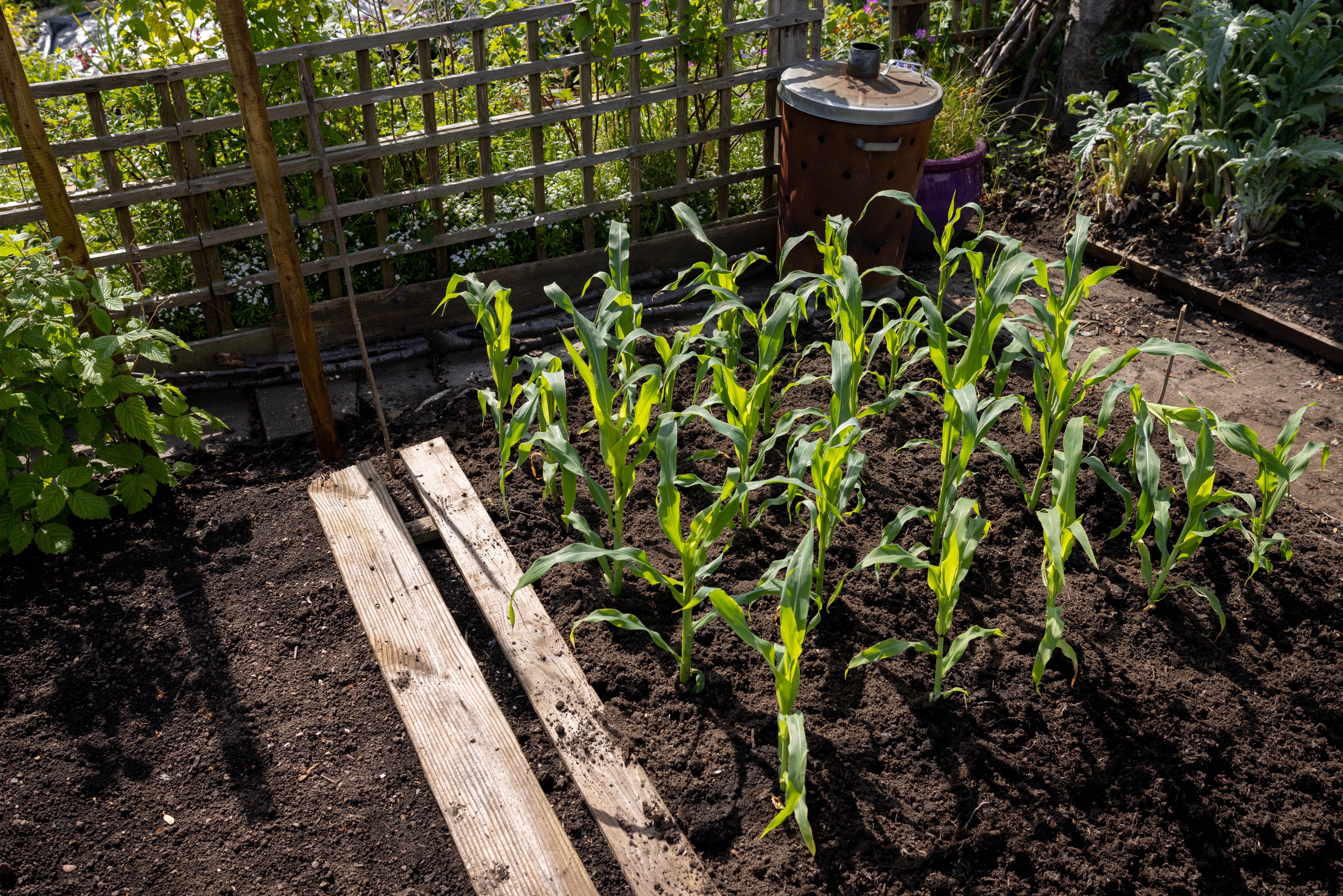 Wooden boards on a veg plot