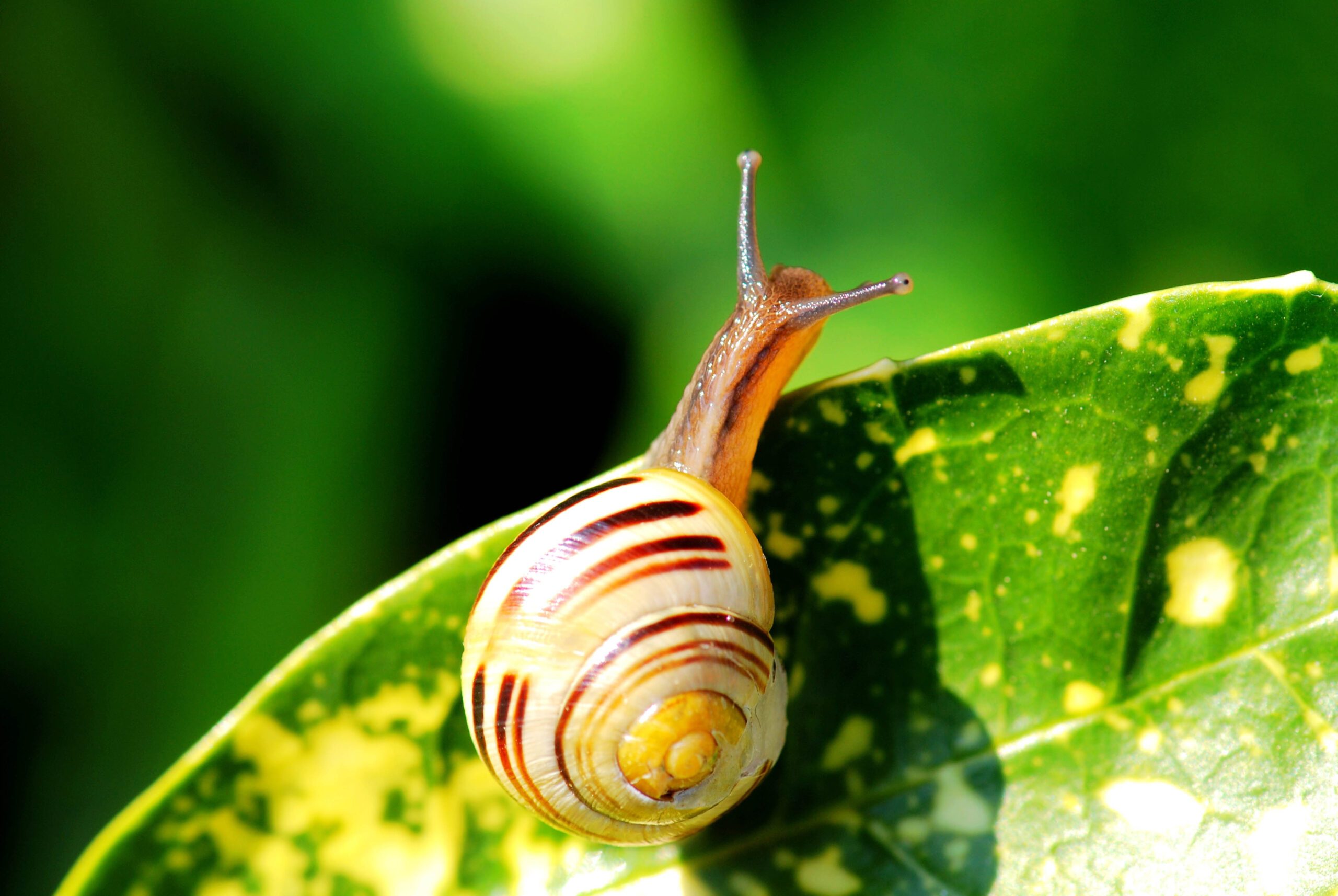 Garden snail