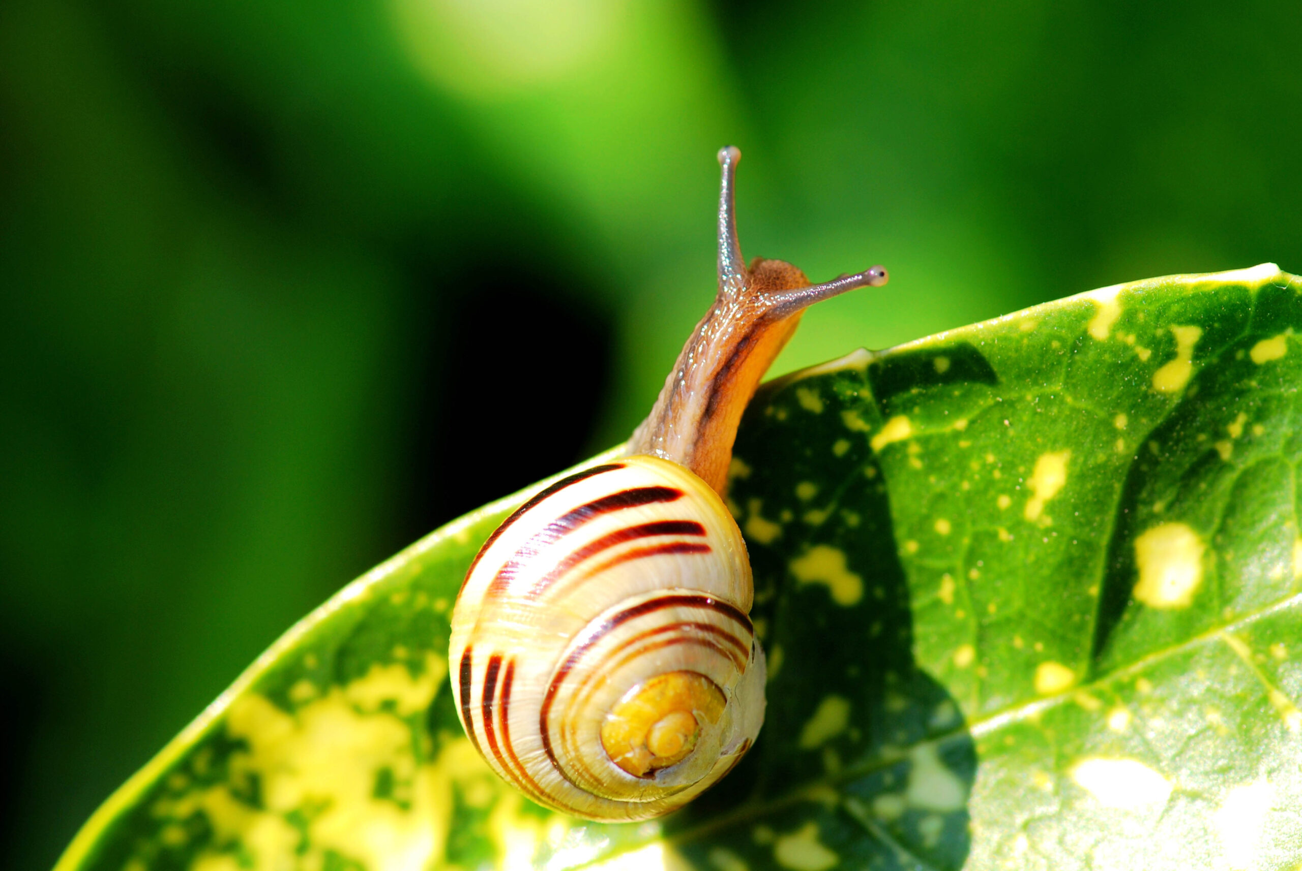 Garden snail