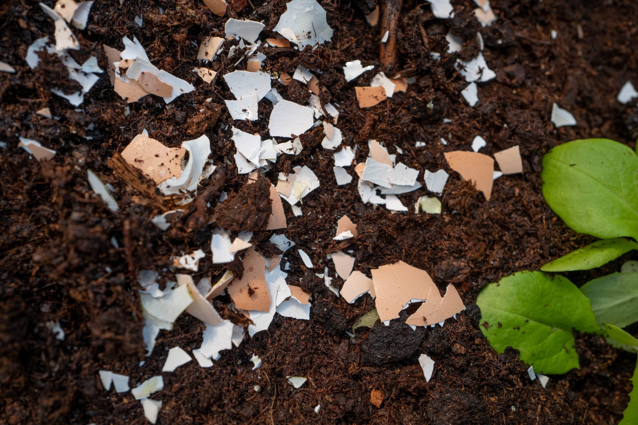 Crushed eggshells around a seedling