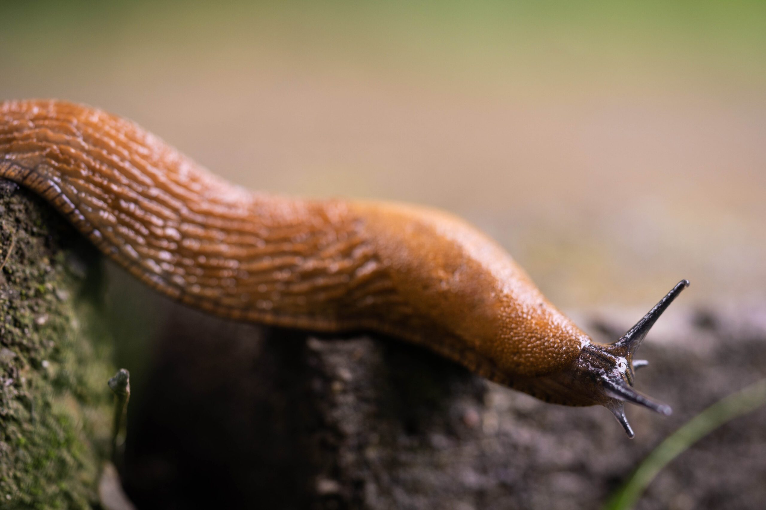 Spanish slug (Arion vulgaris) outdoors