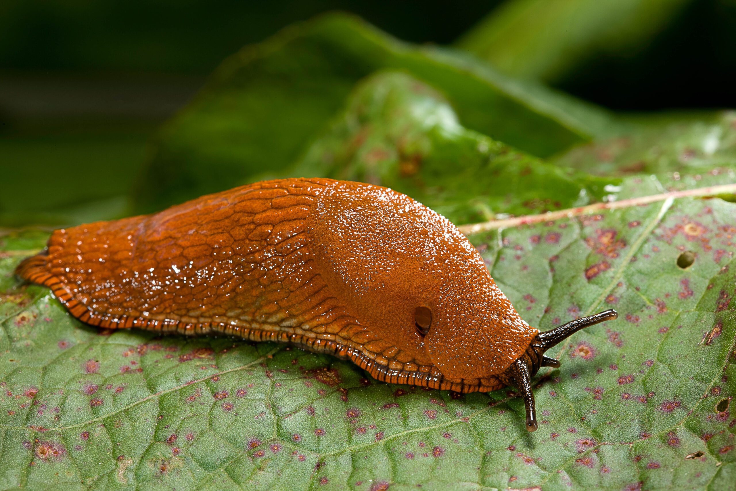 Large red slug