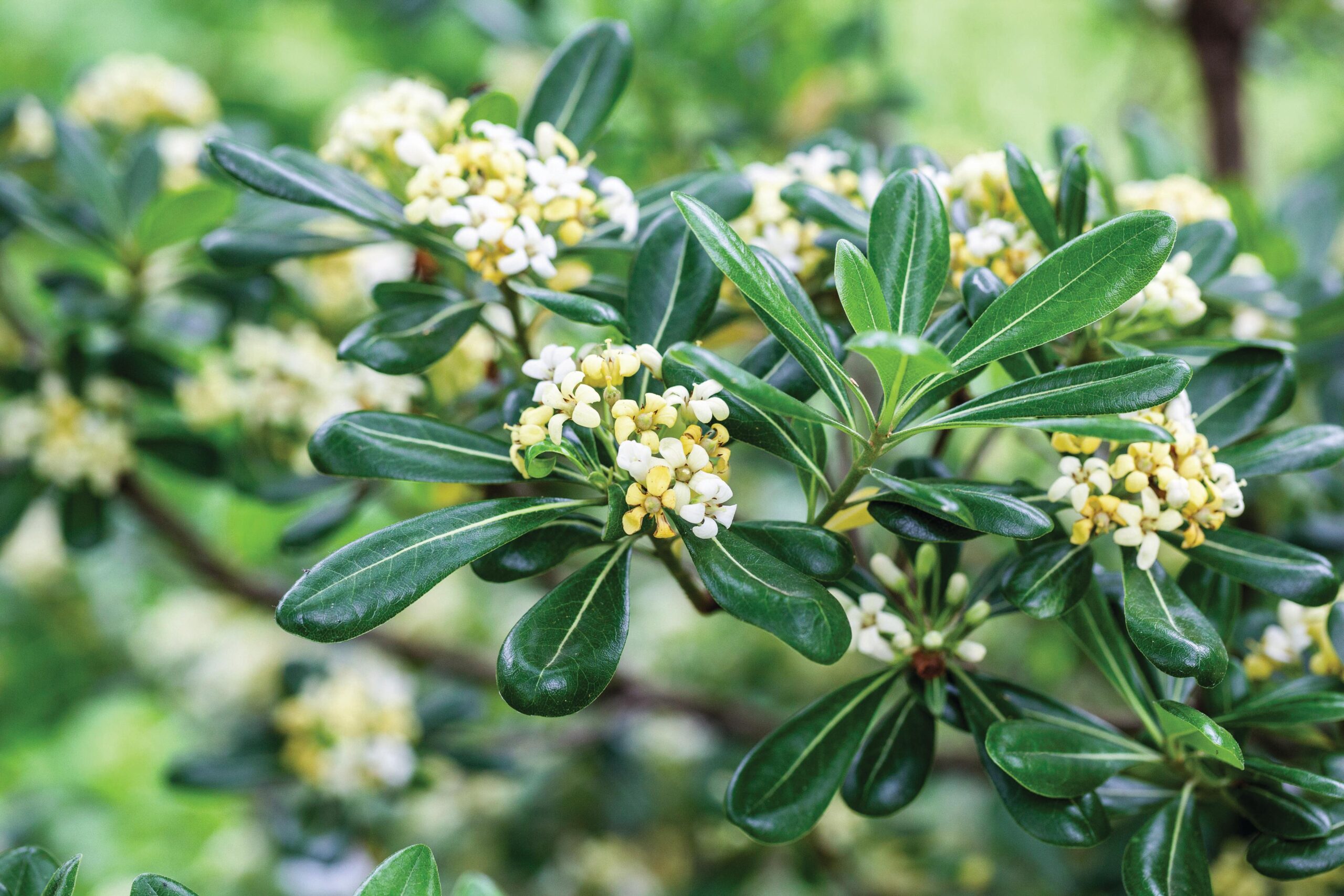 Pittosporum tobira © GAP Photos / Annette Lepple