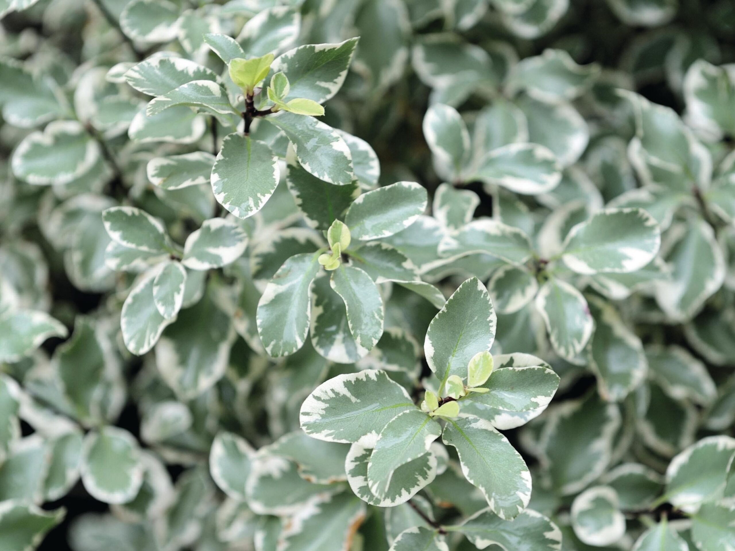 Pittosporum tenuifolium ‘Silver Queen’ © GAP Photos / Thomas Alamy