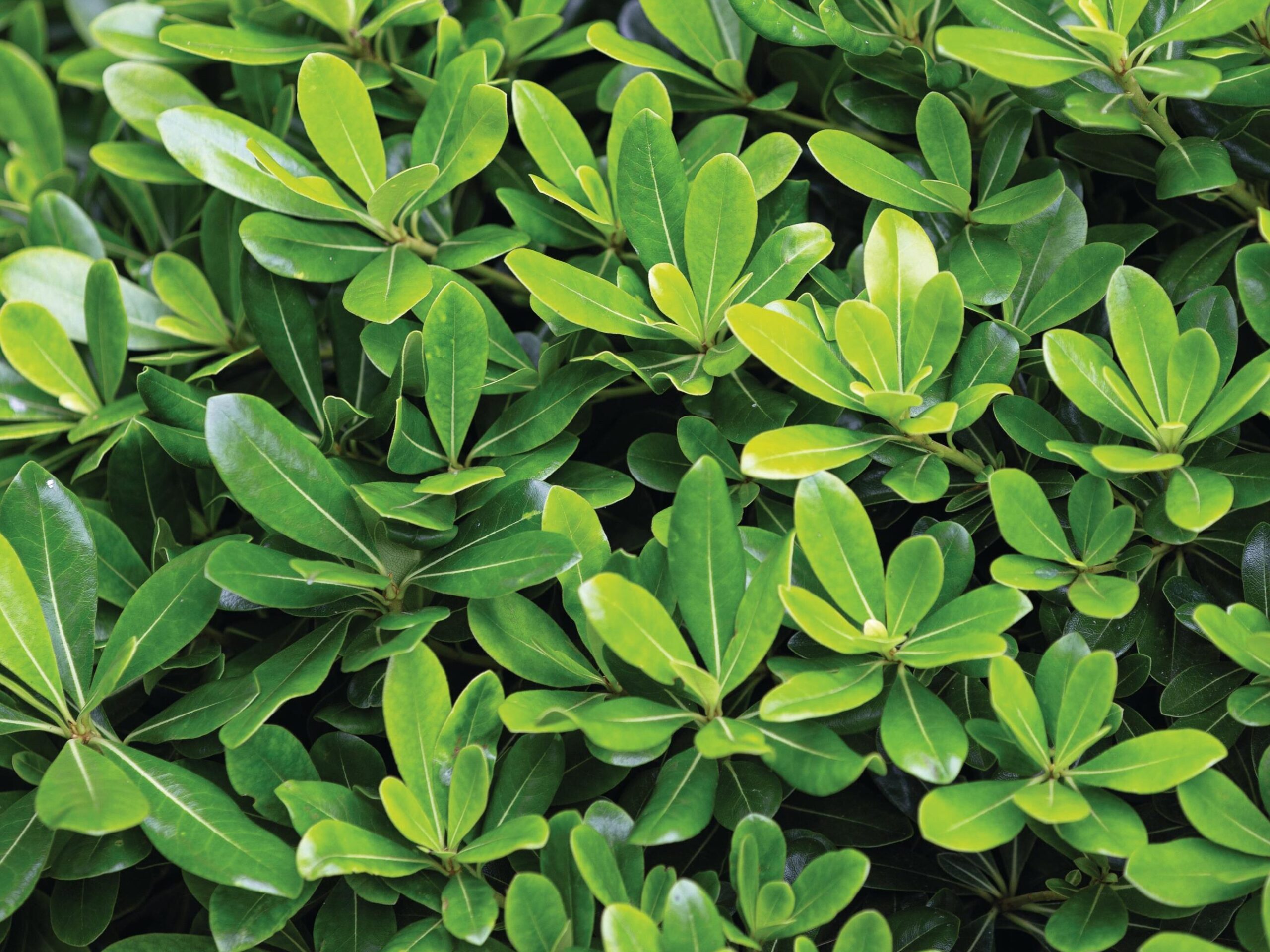Pittosporum tobira ‘Nanum’ © GAP Photos / Richard Bloom