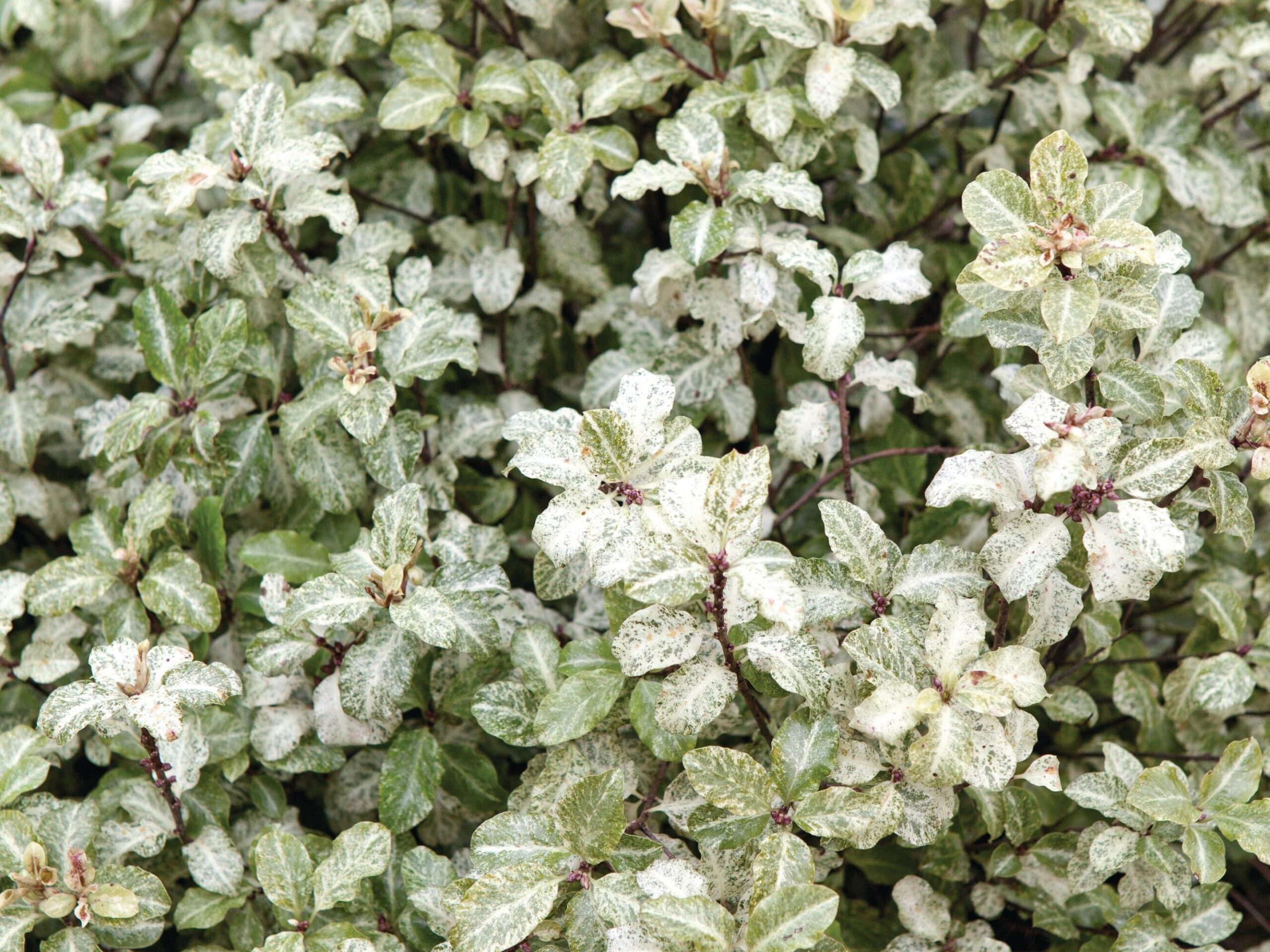 Pittosporum tenuifolium ‘Irene Patterson’ © GAP Photos / Tommy Tonsberg