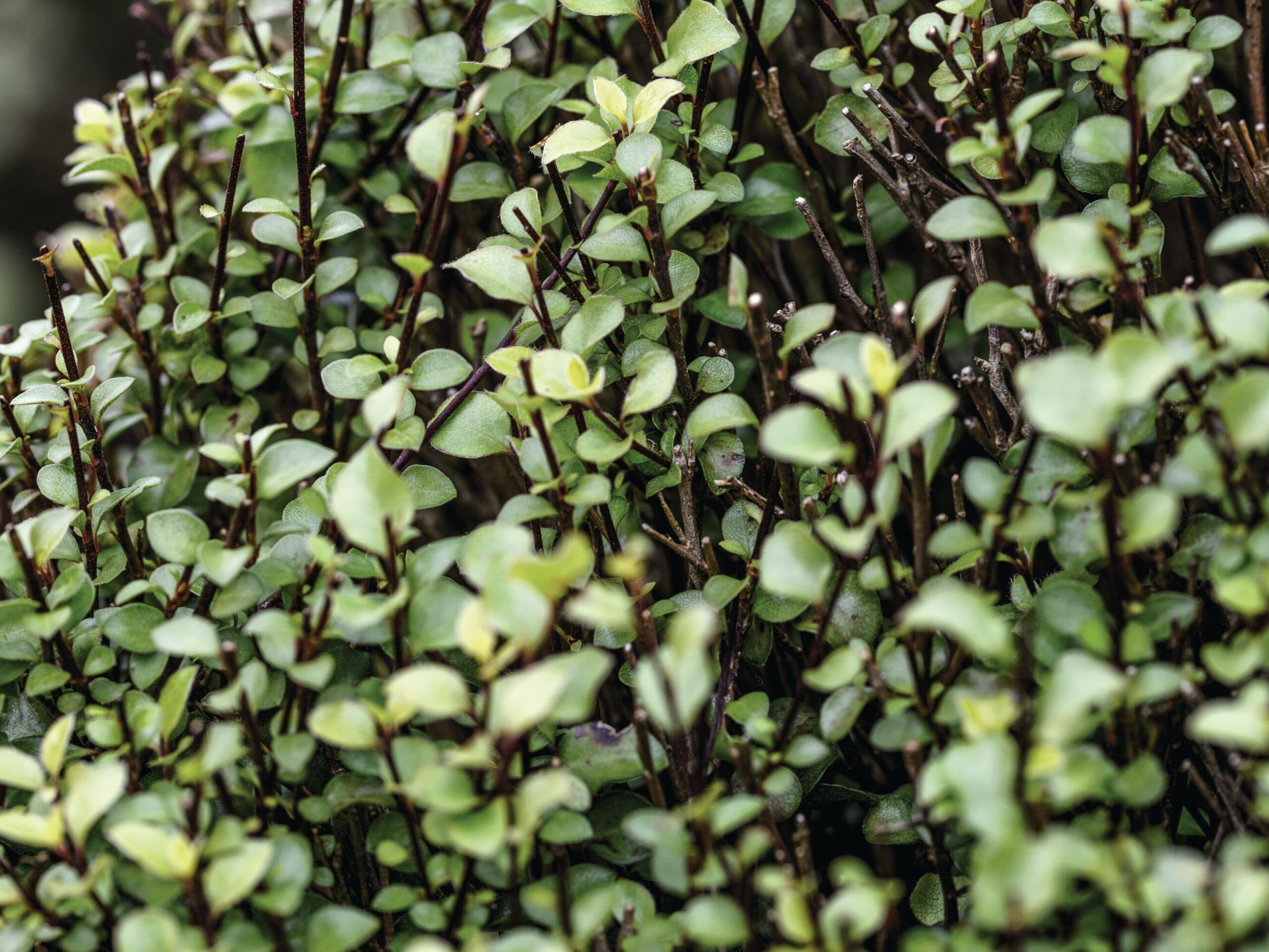 Pittosporum tenuifolium ‘Oliver Twist’ © Jason Ingram