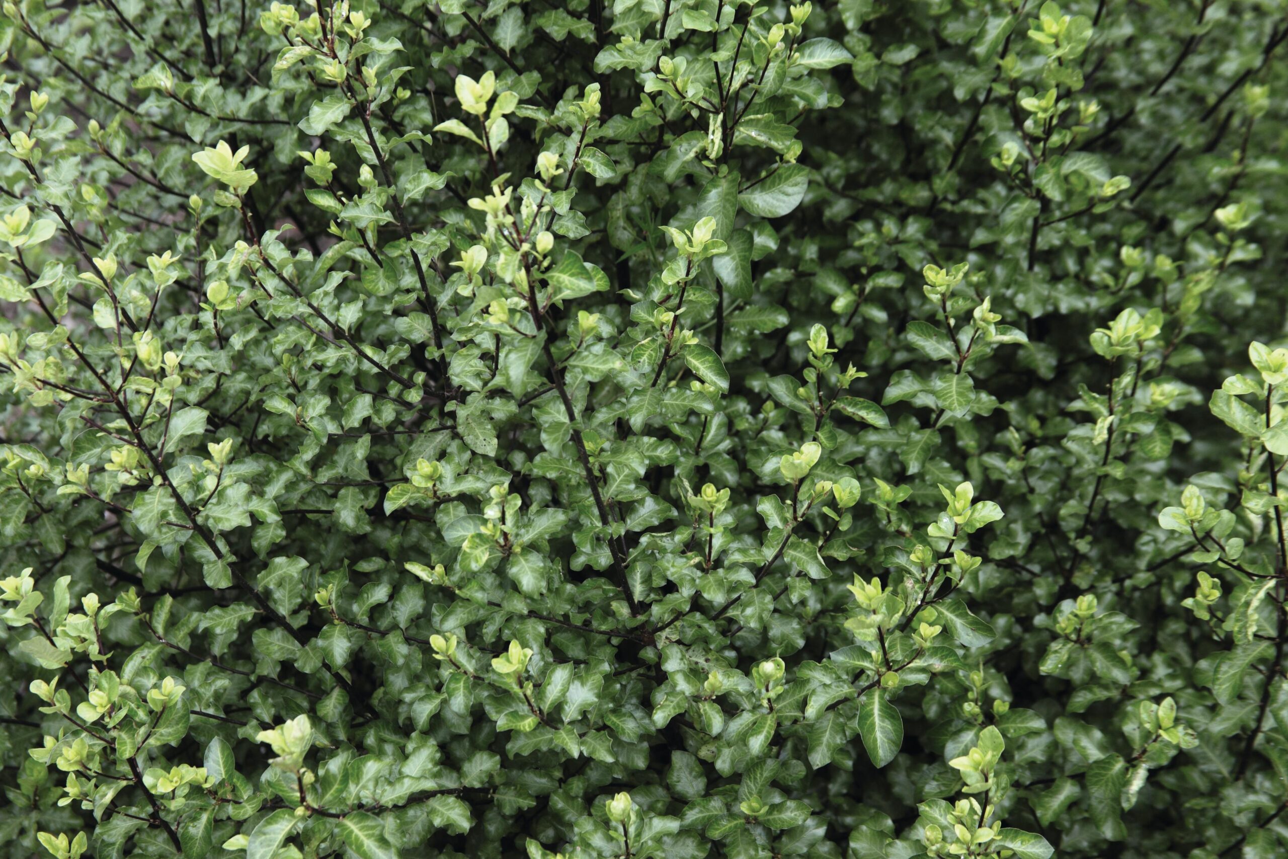 Pittosporum tenuifolium ‘Wrinkled Blue’ © GAP Photos / Dave Bevan